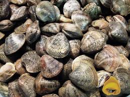 PORTO DI GIULIANOVA – SEQUESTRO DI PRODOTTO ITTICO “MOLLUSCHI BIVALVI”