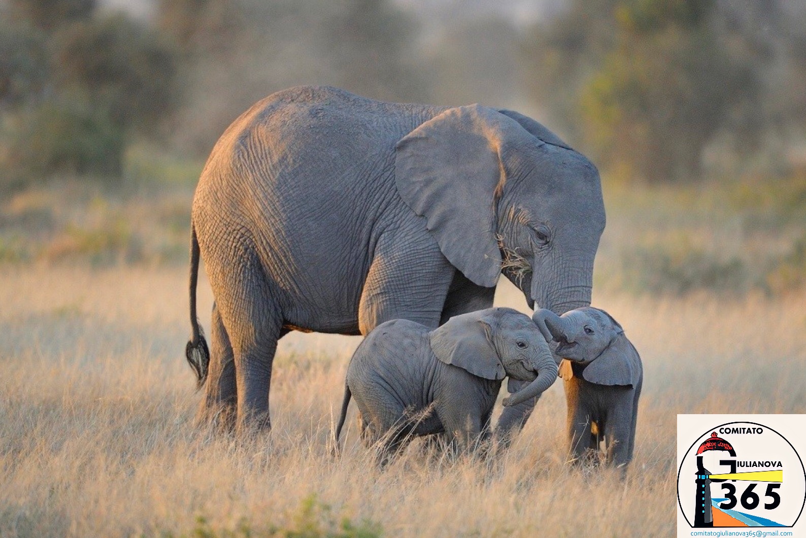 GIULIANOVA 365:  “I Commercianti e l’elefante”